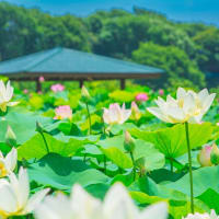 唐比ハス園　～唐比ハス祭りの日～　2025/7/6
