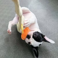 カミカミ王子に結んだガムを…