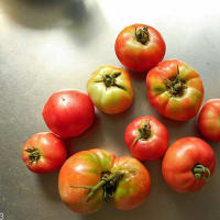 ＜我が家の菜園523＞　トマト　収穫