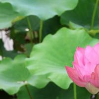前回のブログで、蓮の花を見に行って、花は皆無で有る事を投稿致しましたが、凡そ1週間に為り、再度今日開花の状態を見て来ました、ボチボチと花を看る事が出来雨の落ちぬ間に急いで帰宅しました。