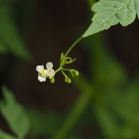散歩路の紫陽花