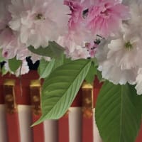 桜シーズン最終楽章