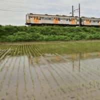 田んぼの水鏡