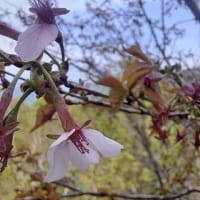 花の銀杏峰　No 371