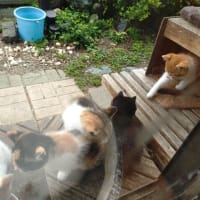 まだ子育て中