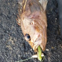 久しぶりのロックフィッシュ！！爆釣なるか！！