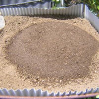 キンショウメロン栽培開始