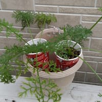 今年は紙コップ人参〜葉の変色