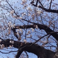 高田に春が来た！