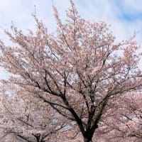 桜の散歩道