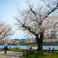 隅田川の桜見物