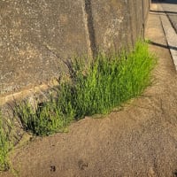 オサンポ walk - 植物plant : スギナ群れ a group of field horsetail