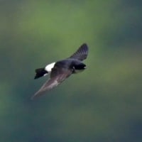 北海道で出会った鳥たち❽‼️    2025.6.20   撮影