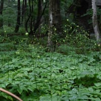 赤城自然園⑥シキンカラマツ