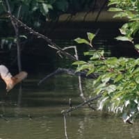 於大公園 ： 野鳥 ・ 翡翠 ・ カワセミ・・・フリー素材ブログ　カワセミ