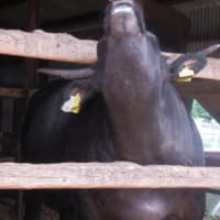発症率は子牛生産地に差がある。
