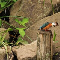 カワセミ