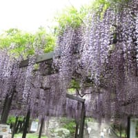 高島城のふじの花