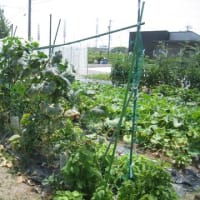 2025年7月6日の状況