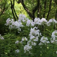 梅干し本漬け終了、宿根フロックス