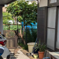 クリンへの想いは尽きなくて・・・272