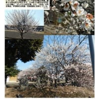 花巡り「梅－373」 松石　香取神社