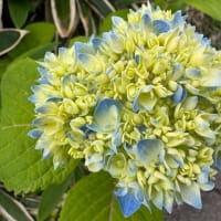 この頃の身近な花