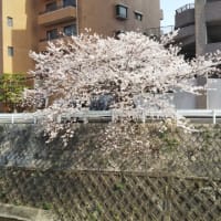 桜散歩