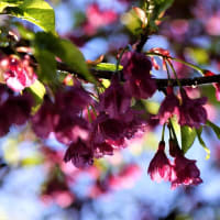 早咲き桜の開花