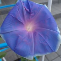 朝顔の花