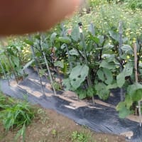 退院後の家庭菜園風景