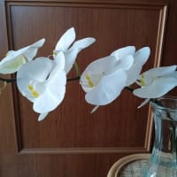 胡蝶蘭を頂いた～♪