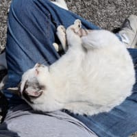 九州F島の猫たち　2025年4月　その5