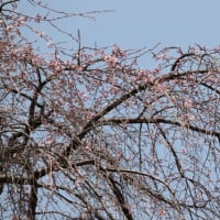 清雲寺のしだれ桜　～2012/04/10 12：20現在