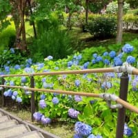 ★あじさいフェア（お台場）