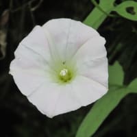 6月の花 ８
