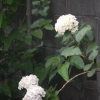 コオニユリが咲き始めました