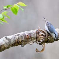 珍しくないゴジュウカラ