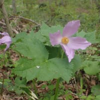 5月のアファンの森 4