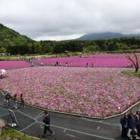 日帰り旅行山梨で、富士芝桜を堪能しました