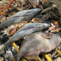 フィリピンの魚介の浜焼き