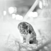 猫の日222