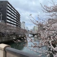 お花見～