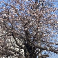 ようやく桜が満開近くに。まだ満開ではないですよ。
