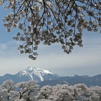 小淵沢総合スポーツセンターの桜