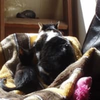 ポンちゃん、元気でね