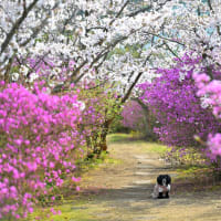 伯方島 開山公園の桜①