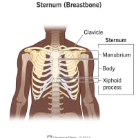 sternum