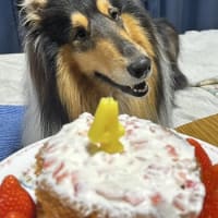 おたより