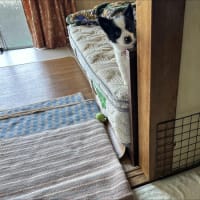 一人っ子生活最終日